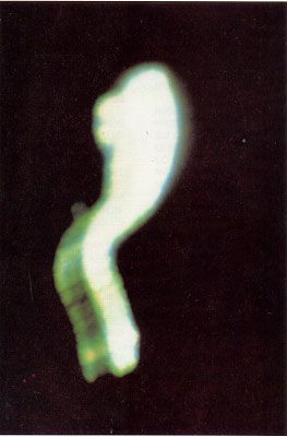 armonia