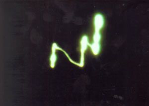 seres_de_luz_formando_NI