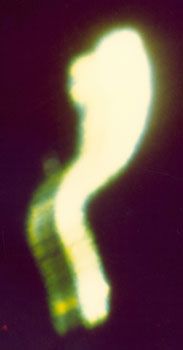 Ser_de_Luz