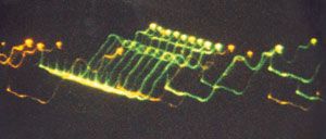 Seres_shambala3